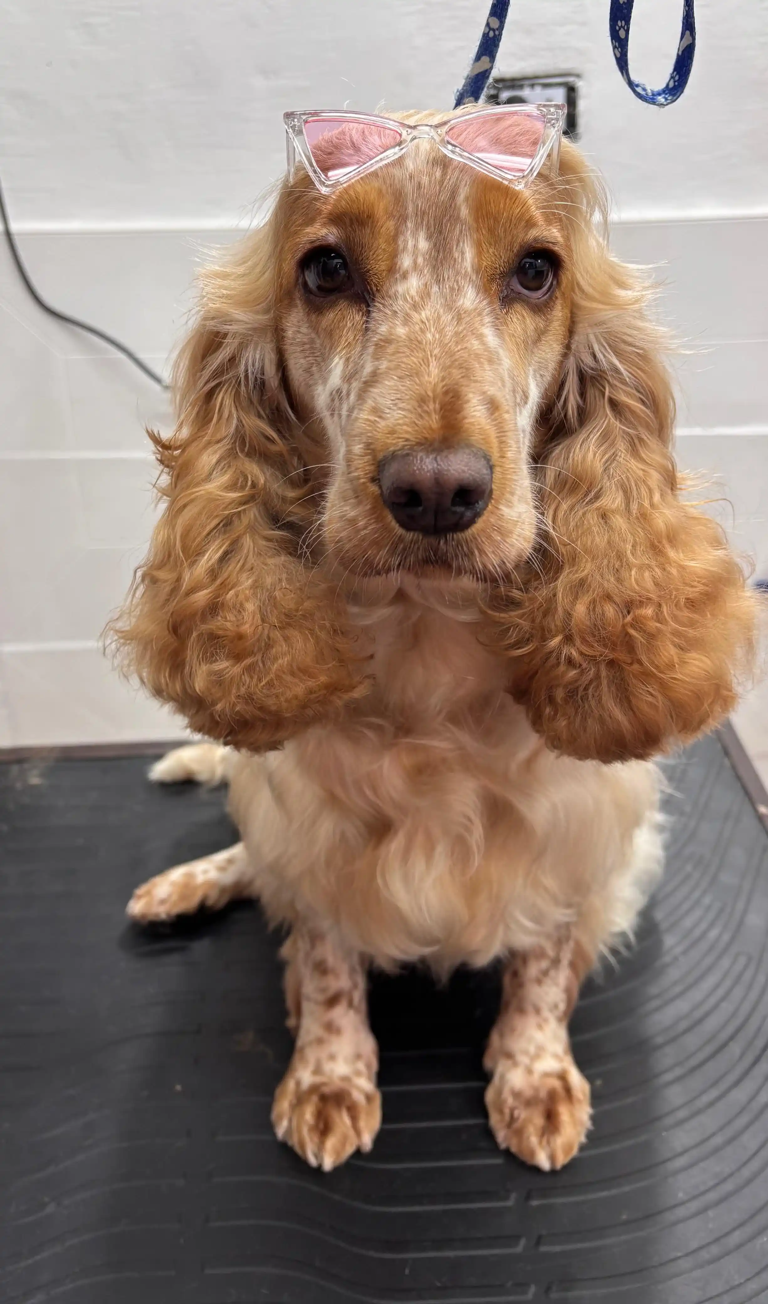 Cocker spaniel recién peinado en Good Boy Peluquería Canina